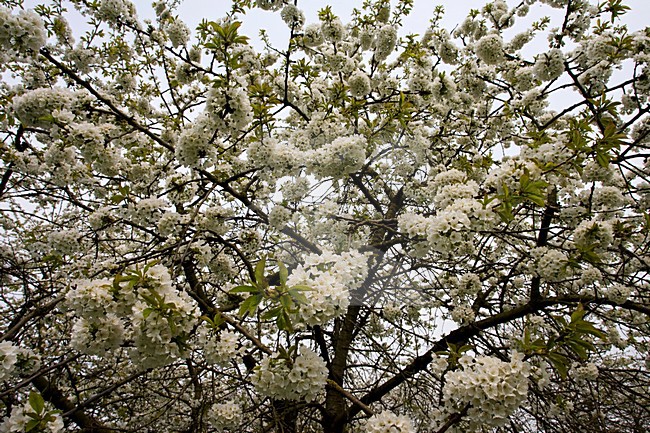 Fruitbomen in de Betuwe; Orchards in the Betuwe stock-image by Agami/Marc Guyt,