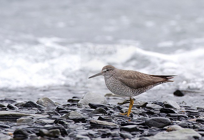 Adult Wandering Tattler (Tringa incana) in breeding plumage on a rocky beach in Alaska, USA stock-image by Agami/Edwin Winkel,