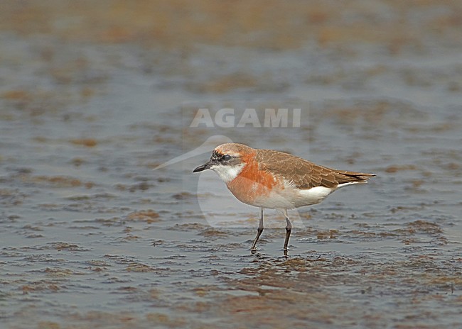 Mongoolse Plevier, Lesser Sand Plover, Charadrius mongolus stock-image by Agami/Alex Vargas,