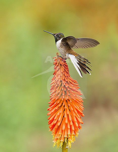 Endemic male Bearded Mountaineer (Oreonympha nobilis nobilis) landing on top of an orange flower with spread wings and tail in Cusco, Peru, South-America. stock-image by Agami/Steve Sánchez,