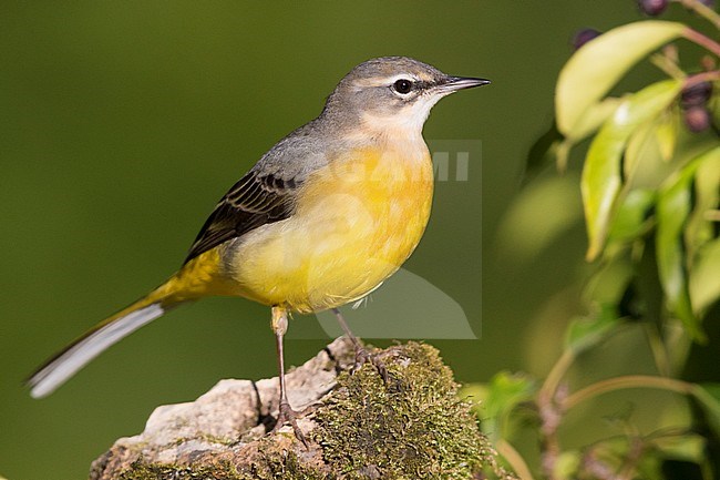 Grey Wagtail (Motacilla cinerea), first winter plumage standing on a rock stock-image by Agami/Saverio Gatto,
