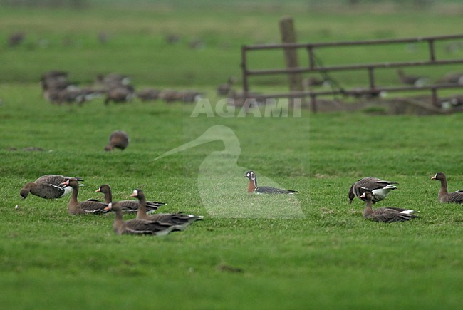 Roodhalsgans tussen Kolganzen; Red-breasted Goose amongst White-fronted Geese stock-image by Agami/Hans Gebuis,