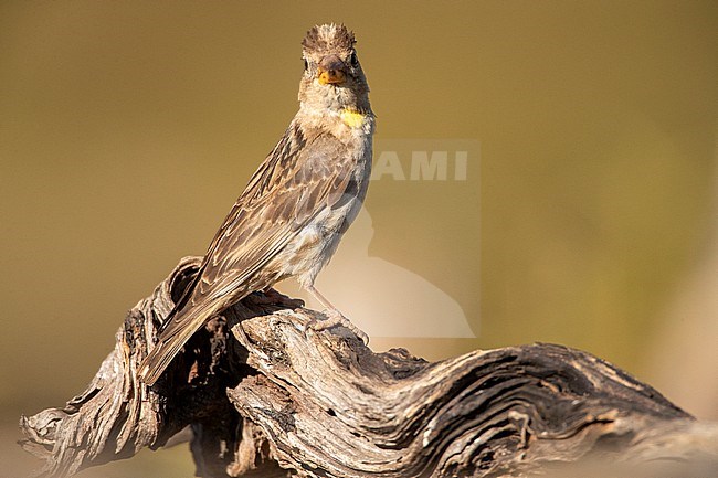 Rock Sparrow (Petronia petronia petronia) in rural Spain. stock-image by Agami/Marc Guyt,