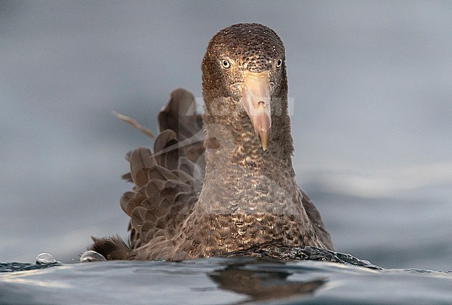 Northern Giant Petrel (Macronectes halli) swimming at sea off Kaikoura, New Zealand. stock-image by Agami/Marc Guyt,