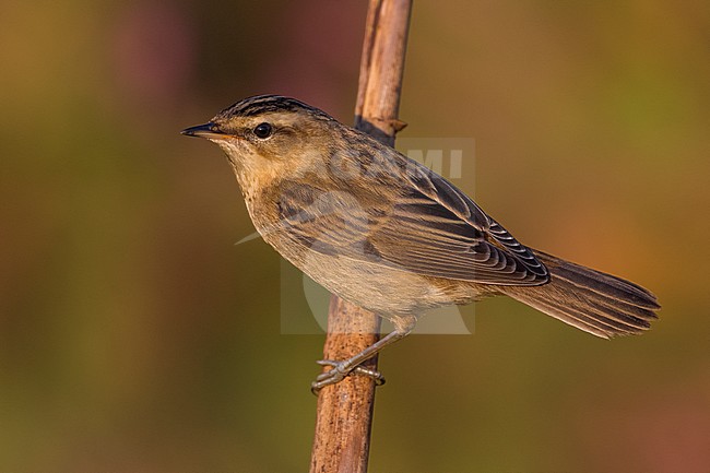 Rietzanger; Sedge Warbler stock-image by Agami/Daniele Occhiato,