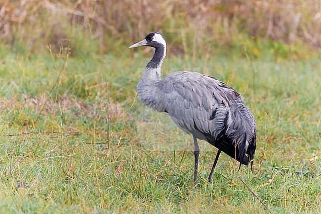 Common Crane (Grus grus), side view of an immature standing on the ground, Campania, Italy stock-image by Agami/Saverio Gatto,