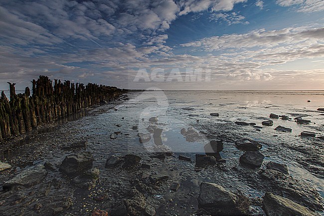 Low tide at the Wadden sea stock-image by Agami/Wil Leurs,