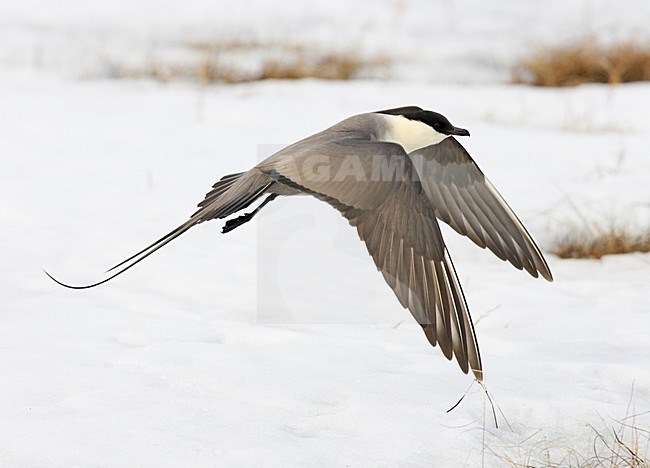 Kleinste Jager in vlucht; Long-tailed Skua in flight stock-image by Agami/Markus Varesvuo,