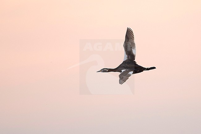Adult Red-necked Grebe (Podiceps grisegena) in flight. Estonia stock-image by Agami/Markku Rantala,