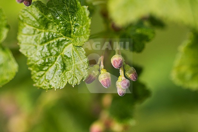 Black Currant flower buds stock-image by Agami/Wil Leurs,
