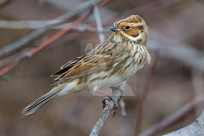 Dwerggors; Little Bunting stock-image by Agami/Daniele Occhiato,