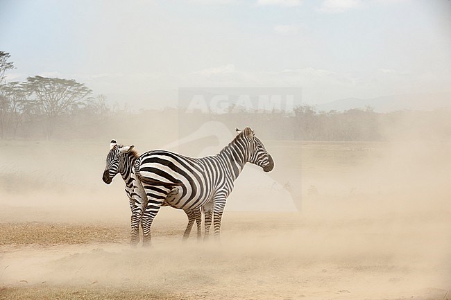 Plains zebras, Equus quagga, in a dust storm at Lake Nakuru National Park. Lake Nakuru National Park, Kenya, Africa. stock-image by Agami/Sergio Pitamitz,