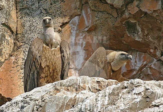 Twee Vale Gieren tegen rotswand; Two Griffon Vultures on ledge stock-image by Agami/Bill Baston,