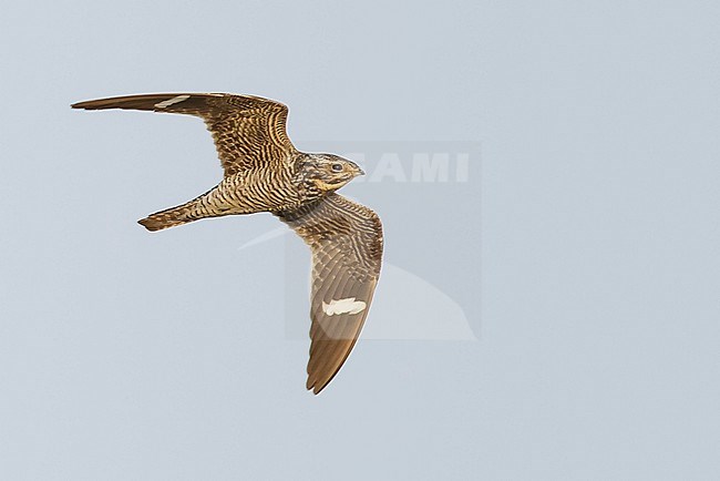 Adult female Common Nighthawk (Chordeiles minor) in flight during daytime over Deschutes County, Oregon, USA, in late summer. stock-image by Agami/Brian E Small,