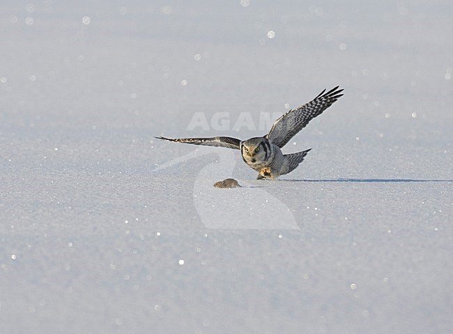 Northern Hawk Owl hunting; Sperweruil jagend stock-image by Agami/Markus Varesvuo,
