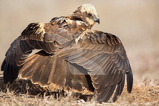 Female Western Marsh Harrier (Circus aeruginosus) standing on the ground near Toledo in Spain. Defending its prey with her wings. stock-image by Agami/Oscar Díez,