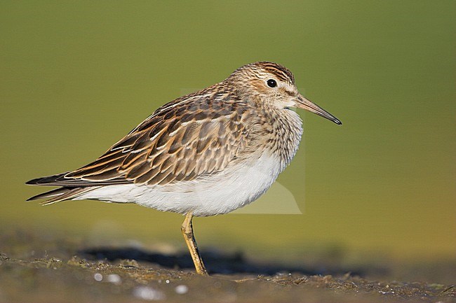 A Pectoral Sandpiper (Calidris melanotos) feeds along the shoreline in Victoria, British Columbia, Canada. stock-image by Agami/Glenn Bartley,