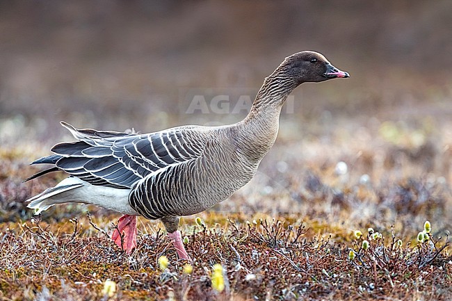 Adult Pink-footed Goose (Anser brachyrhynchus) during the breeding season on the tundra of Iceland. stock-image by Agami/Daniele Occhiato,
