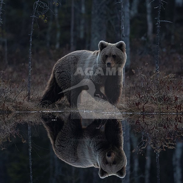 A female Brown Bear (Ursus arctos) by a pond, mirror image in the water. Kuhmo, Finland stock-image by Agami/Markku Rantala,