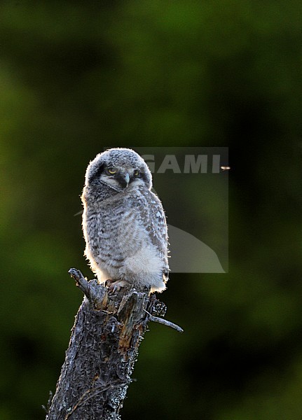 Jonge Sperweruil, Northern Hawk Owl juvenile stock-image by Agami/Jari Peltomäki,