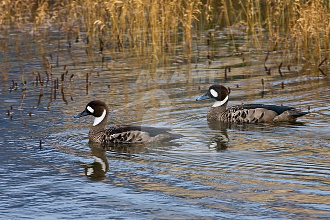 Bronsvleugeleend, Spectacled Duck, Speculanas specularis stock-image by Agami/Marc Guyt,