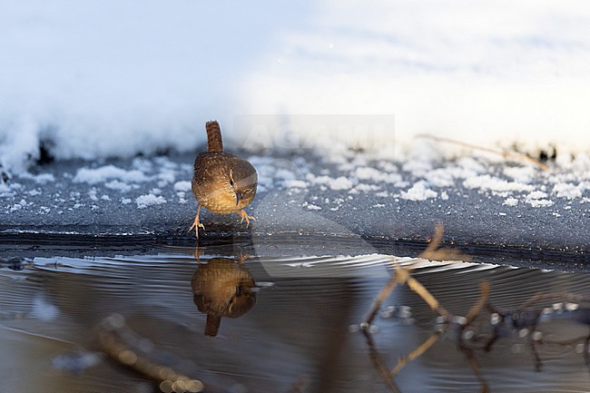 Winter Wren (Troglodytes troglodytes) looking at it's mirror in a lake at Gentofte, Denmark stock-image by Agami/Helge Sorensen,