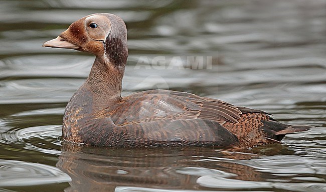 Spectacled Eider (Somateria fischeri), first winter male swimming in captivity, seen from the side. stock-image by Agami/Fred Visscher,