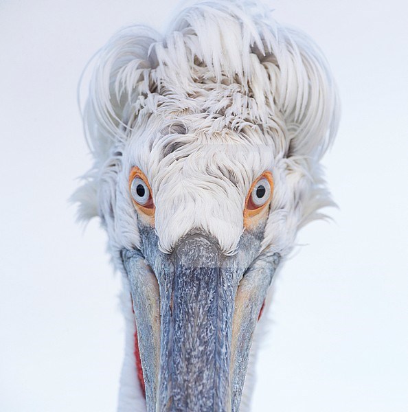 Close-up of adult Dalmatian Pelican (Pelecanus crispus) at Lake Kerkini, Greece stock-image by Agami/Marc Guyt,