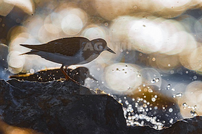 Ruddy Turnstone, Arenaria interpres, in Italy. Perched on a rock along the coast. stock-image by Agami/Daniele Occhiato,