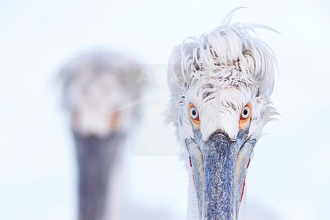 Close-up of adult Dalmatian Pelican (Pelecanus crispus) at Lake Kerkini, Greece stock-image by Agami/Marc Guyt,