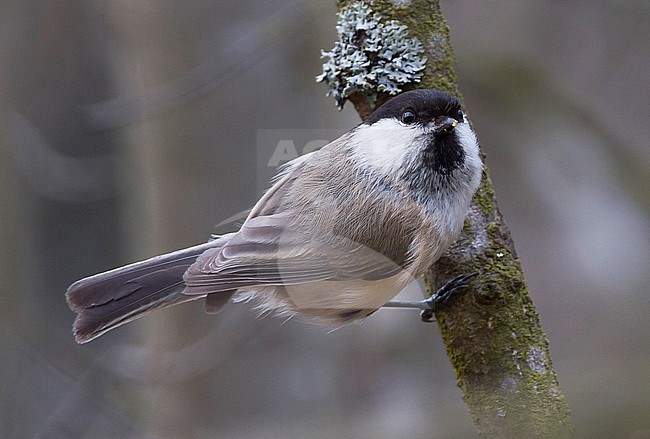 Willow Tit - Weidenmeise - Poecile montanus ssp. rhenanus, Germany stock-image by Agami/Ralph Martin,