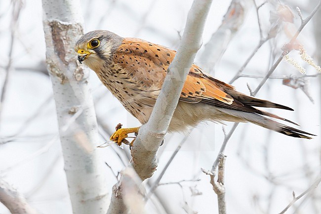 Eurasian Kestrel, Falco tinnunculus, in Italy. stock-image by Agami/Daniele Occhiato,