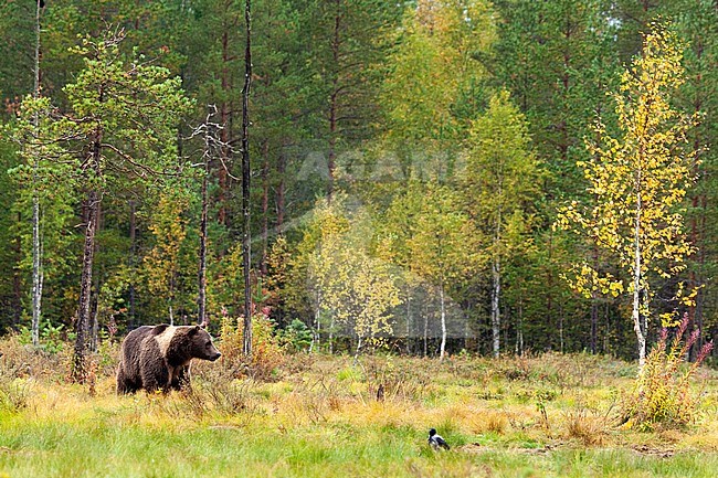 Brown bear (Ursus arctos) with two toned fur standing in field in Finland. stock-image by Agami/Caroline Piek,
