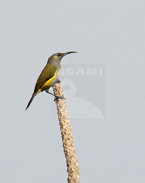 Grey-hooded Sunbird (Aethopyga primigenia) in montane Mindanao, Philippines. Endemic to the Philippines found only in the moist montane forests of Mindanao. stock-image by Agami/Dani Lopez-Velasco,