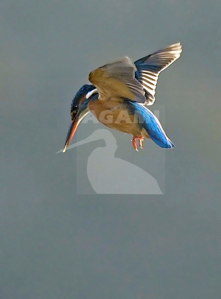 Common Kingfisher hovering; IJsvogel biddend stock-image by Agami/Han Bouwmeester,