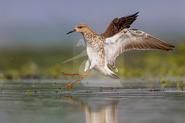 Ruff (Philomachus pugnax) in Italy. stock-image by Agami/Daniele Occhiato,