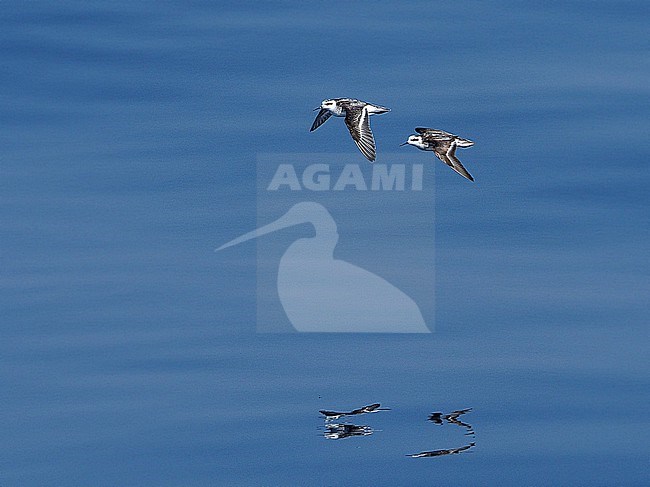 Red-necked Phalarope (Phalaropus lobatus) flying over the sea during autumn migration in the Banda Sea, Indonesia. Two Phalaropes flying above bright blue sea water. stock-image by Agami/James Eaton,
