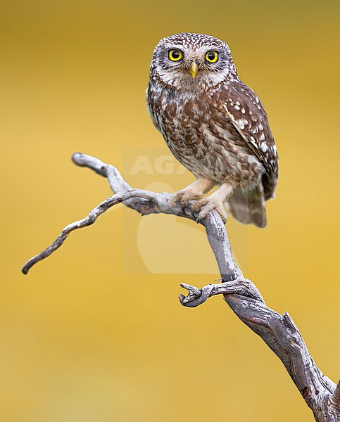 Little Owl (Athene noctua) in Italy. stock-image by Agami/Daniele Occhiato,