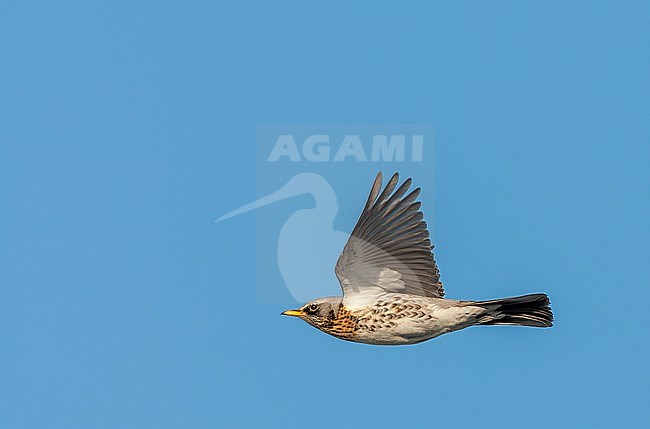 Wintering Fieldfare (Turdus pilaris) in the Netherlands. stock-image by Agami/Marc Guyt,