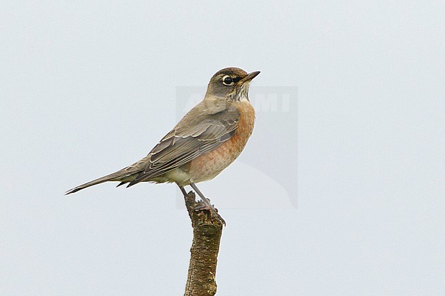 First-winter American Robin (Turdus migratorius) on Corvo Island in the Azores, Portugal. Vagrant from North America during autumn. stock-image by Agami/David Monticelli,