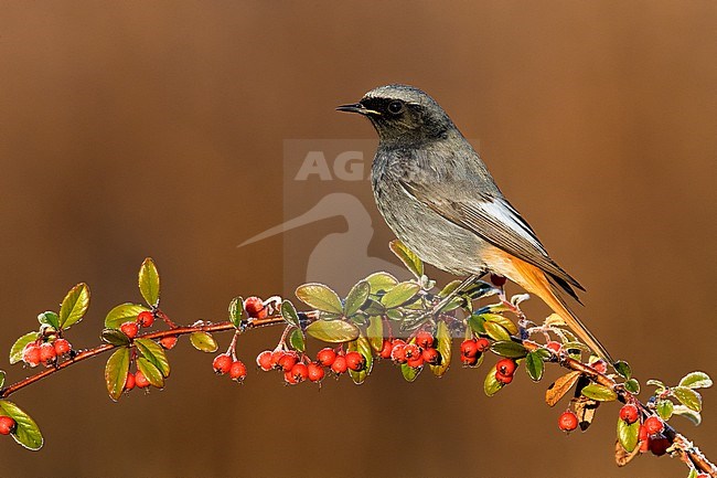 Male Black Redstart (Phoenicurus ochruros gibraltariensis) in Italy. stock-image by Agami/Daniele Occhiato,