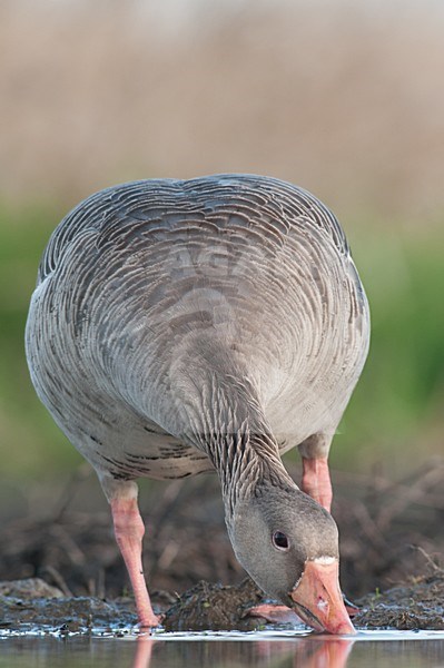 Drinkende Grauwe Gans, Drinking Greylag Goose stock-image by Agami/Hans Germeraad,
