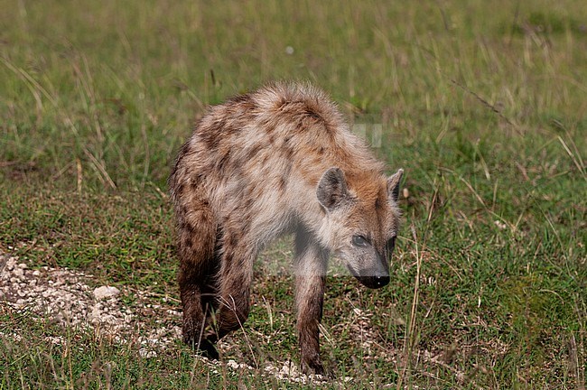 Portrait of a spotted hyena, Crocuta crocuta. Masai Mara National Reserve, Kenya. stock-image by Agami/Sergio Pitamitz,