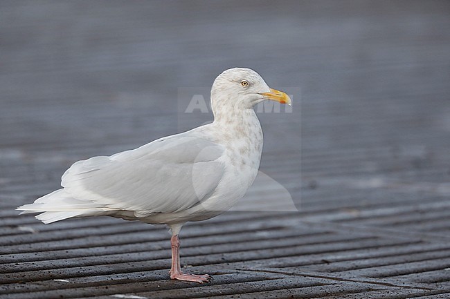 Grote Burgemeester; Glaucous Gull; stock-image by Agami/Chris van Rijswijk,
