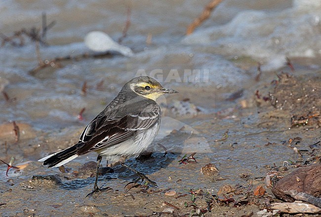 First-winter Cirine Wagtail (Motacilla citrine) foraging on mud flat in Iran. Looking over shoulder. stock-image by Agami/Edwin Winkel,