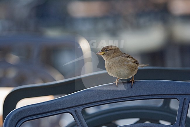 House Sparrow perched on a chair; Huismus zittend op een stoel op terras stock-image by Agami/Marc Guyt,
