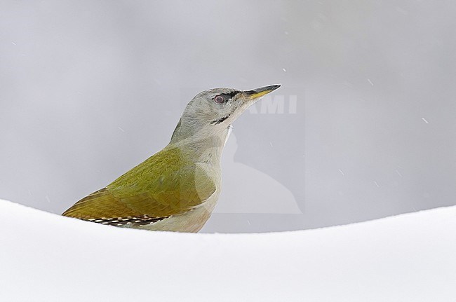 Grey-headed Woodpecker female (Picoides canus) Kuhmo Finland February 2020 stock-image by Agami/Markus Varesvuo,