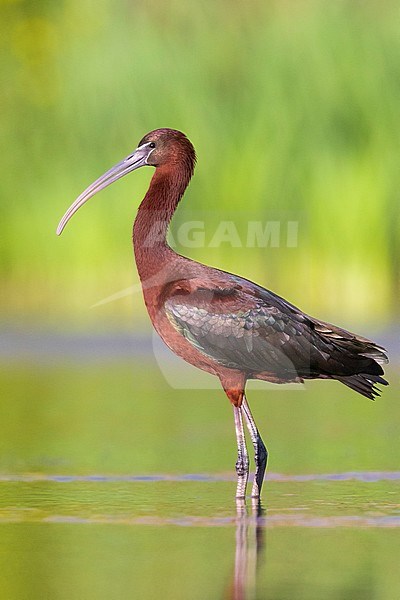 Glossy Ibis (Plegadis falcinellus), side view of an adult standing in a pond stock-image by Agami/Saverio Gatto,