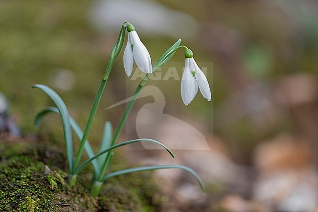 Common Snowdrop (Galanthus nivalis), two plants with flowers, Campania, Italy stock-image by Agami/Saverio Gatto,