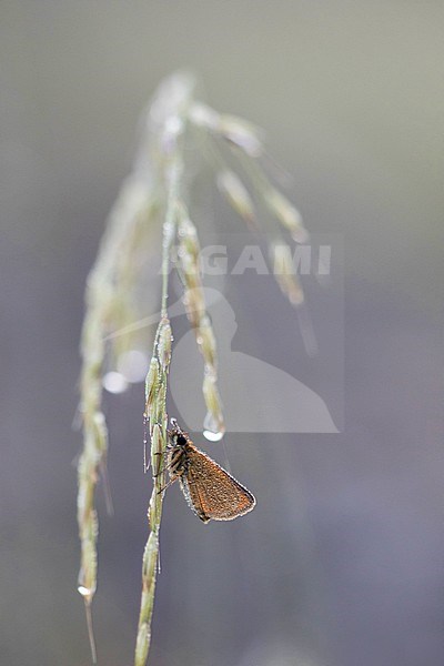 Lulworth Skipper (Thymelicus acteon) perched on small grass covered with dew in Mercantour in France, against a natural purple background. stock-image by Agami/Iolente Navarro,